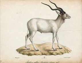 Antilope nasomaculata, Print, Blackbuck, The blackbuck (Antilope cervicapra), also known as the