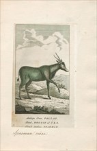 Antilope oreas, Print, Blackbuck, The blackbuck (Antilope cervicapra), also known as the Indian