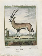 Antilope oryx, Print, Blackbuck, The blackbuck (Antilope cervicapra), also known as the Indian