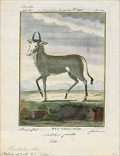 Antilope picta, Print, Blackbuck, The blackbuck (Antilope cervicapra), also known as the Indian