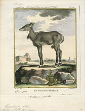 Antilope picta, Print, Blackbuck, The blackbuck (Antilope cervicapra), also known as the Indian