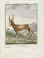Antilope pygarga, Print, Blackbuck, The blackbuck (Antilope cervicapra), also known as the Indian