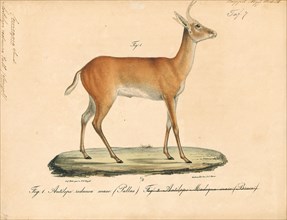 Antilope redunca, Print, Blackbuck, The blackbuck (Antilope cervicapra), also known as the Indian