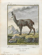 Antilope rupicapra, Print, Blackbuck, The blackbuck (Antilope cervicapra), also known as the Indian