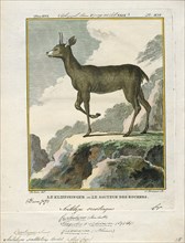 Antilope saltatrix, Print, Blackbuck, The blackbuck (Antilope cervicapra), also known as the Indian