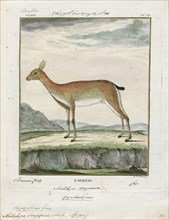 Antilope scoparia, Print, Blackbuck, The blackbuck (Antilope cervicapra), also known as the Indian