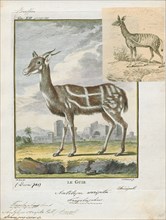 Antilope scripta, Print, Blackbuck, The blackbuck (Antilope cervicapra), also known as the Indian