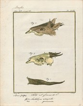 Antilope scripta, Print, Blackbuck, The blackbuck (Antilope cervicapra), also known as the Indian
