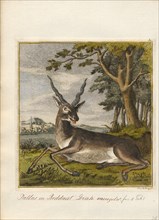 Antilope spec., Print, Blackbuck, The blackbuck (Antilope cervicapra), also known as the Indian