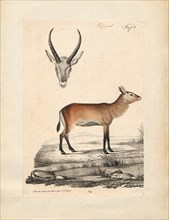Antilope spec., Print, Blackbuck, The blackbuck (Antilope cervicapra), also known as the Indian