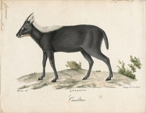Antilope sumatrensis, Print, Blackbuck, The blackbuck (Antilope cervicapra), also known as the