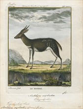 Antilope sylvatica, Print, Blackbuck, The blackbuck (Antilope cervicapra), also known as the Indian