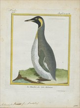 Aptenodytes pennantii, Print, The genus Aptenodytes contains two extant species of penguins