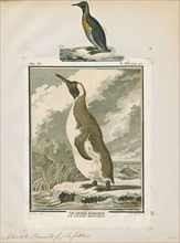 Aptenodytes pennantii, Print, The genus Aptenodytes contains two extant species of penguins