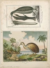 Apteryx australis, Print, The southern brown kiwi, tokoeka, or common kiwi (Apteryx australis) is a