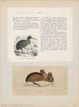 Apteryx australis, Print, The southern brown kiwi, tokoeka, or common kiwi (Apteryx australis) is a