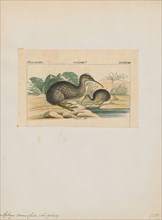 Apteryx owenii, Print, The little spotted kiwi, or little grey kiwi, Apteryx owenii, is a small