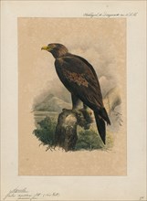 Aquila audax, Print, The wedge-tailed eagle or bunjil (Aquila audax) is the largest bird of prey in