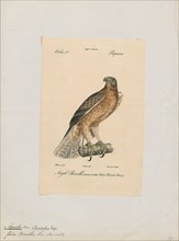 Aquila bonellii, Print, 1842-1848
University of Amsterdam