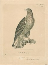 Aquila bonelli, Print, 1700-1880
University of Amsterdam