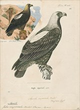 Aquila imperialis, Print, 1700-1880
University of Amsterdam