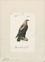 Aquila imperialis, Print, 1842-1848
University of Amsterdam