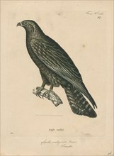 Aquila malayensis, Print, 1700-1880
University of Amsterdam