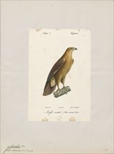 Aquila naevia, Print, 1842-1848
University of Amsterdam
