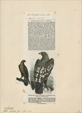 Aquila naevia, Print, 1861
University of Amsterdam