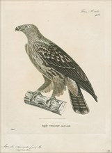 Aquila naevioides, Print, 1700-1880
University of Amsterdam