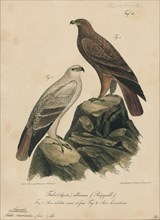Aquila naevioides, Print, 1835
University of Amsterdam