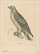 Aquila pennatus, Print, The booted eagle (Hieraaetus pennatus, also classified as Aquila pennata)
