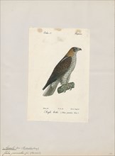 Aquila pennatus, Print, The booted eagle (Hieraaetus pennatus, also classified as Aquila pennata)
