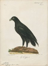 Aquila vulturina, Print, 1796-1808
University of Amsterdam