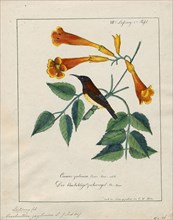 Arachnothera zeylonica, Print, Spiderhunter, The spiderhunters are birds of the genus Arachnothera,