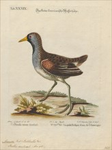 Aramides carolina, Print, Aramides is a genus of birds in the family Rallidae.,
