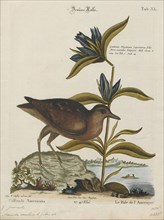 Aramides concolor, Print, Aramides is a genus of birds in the family Rallidae.,