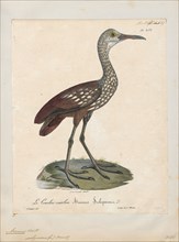 Aramus scolopaceus, Print, 1825-1834
University of Amsterdam
