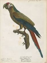 Ara ambiguus, Print, The great green macaw (Ara ambiguus), also known as Buffon's macaw or the