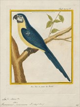 Ara ararauna, Print, The blue-and-yellow macaw (Ara ararauna), also known as the blue-and-gold