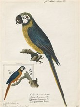 Ara ararauna, Print, The blue-and-yellow macaw (Ara ararauna), also known as the blue-and-gold
