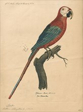 Ara chloropterus, Print, The red-and-green macaw (Ara chloropterus), also known as the green-winged