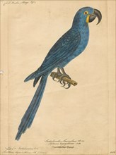 Ara hyacinthina, Print, 1842-1855
University of Amsterdam