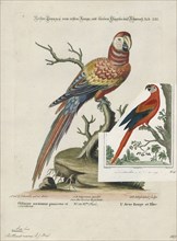 Ara macao, Print, The scarlet macaw (Ara macao) is a large red, yellow, and blue Central and South