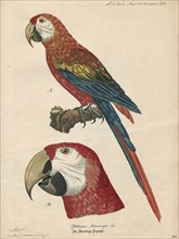 Ara macao, Print, The scarlet macaw (Ara macao) is a large red, yellow, and blue Central and South