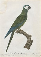 Ara manilata, Print, The red-bellied macaw (Orthopsittaca manilatus), also known as Guacamaya