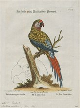 Ara militaris, Print, The military macaw (Ara militaris) is a large parrot and a medium-sized macaw