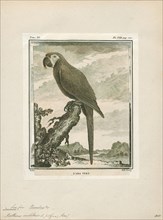 Ara militaris, Print, The military macaw (Ara militaris) is a large parrot and a medium-sized macaw