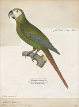 Ara severus, Print, The chestnut-fronted macaw or severe macaw (Ara severus) is one of the largest