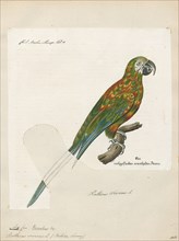 Ara severus, Print, The chestnut-fronted macaw or severe macaw (Ara severus) is one of the largest